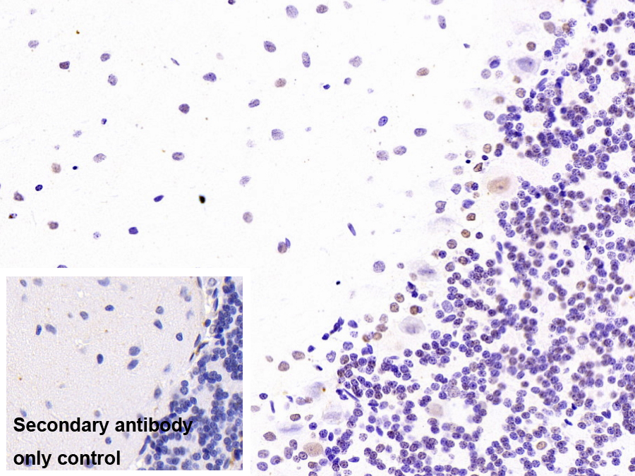 Monoclonal Antibody to Heterogeneous Nuclear Ribonucleoprotein A2/B1 (HNRPA2B1)