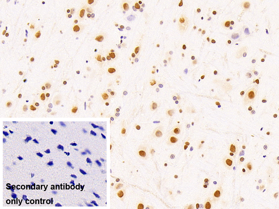 Monoclonal Antibody to Heterogeneous Nuclear Ribonucleoprotein A2/B1 (HNRPA2B1)
