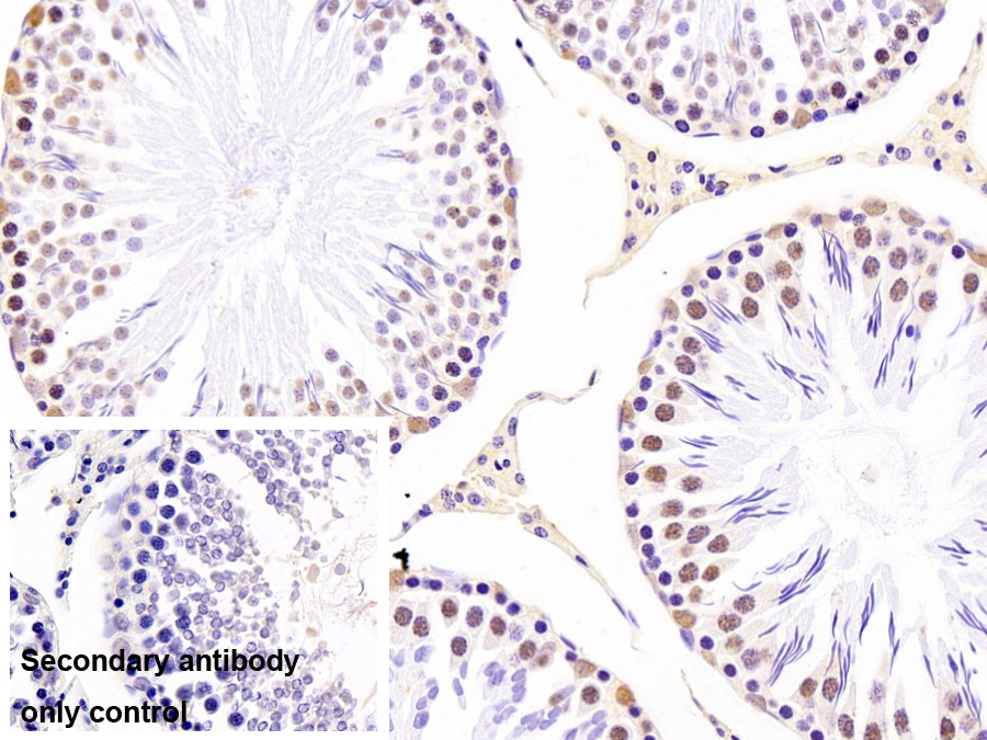 Monoclonal Antibody to Heterogeneous Nuclear Ribonucleoprotein A2/B1 (HNRPA2B1)