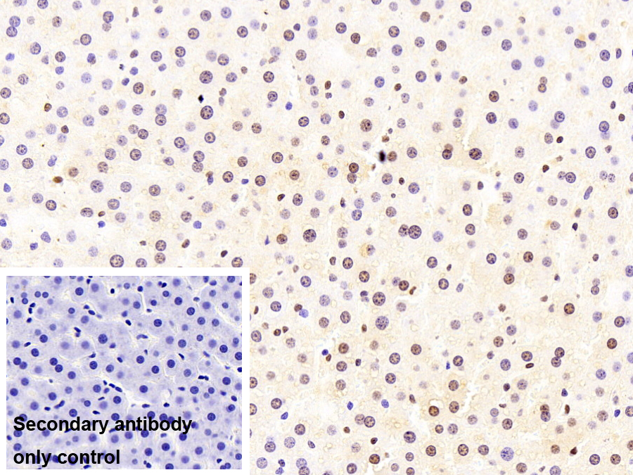 Monoclonal Antibody to Heterogeneous Nuclear Ribonucleoprotein A2/B1 (HNRPA2B1)