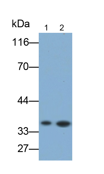Monoclonal Antibody to Heterogeneous Nuclear Ribonucleoprotein A2/B1 (HNRPA2B1)