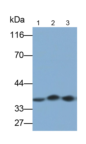 Monoclonal Antibody to Heterogeneous Nuclear Ribonucleoprotein A2/B1 (HNRPA2B1)