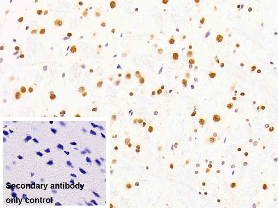 Monoclonal Antibody to Heterogeneous Nuclear Ribonucleoprotein A2/B1 (HNRPA2B1)