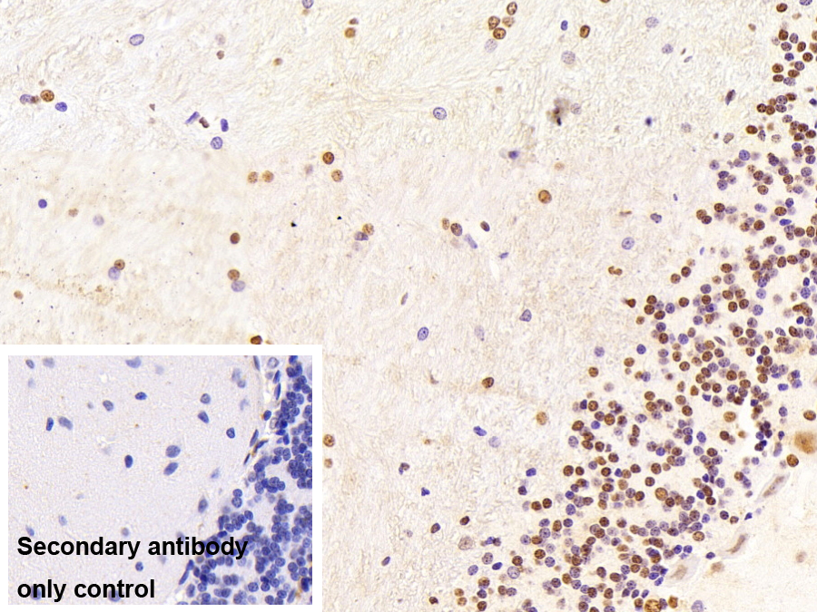 Monoclonal Antibody to Heterogeneous Nuclear Ribonucleoprotein A2/B1 (HNRPA2B1)
