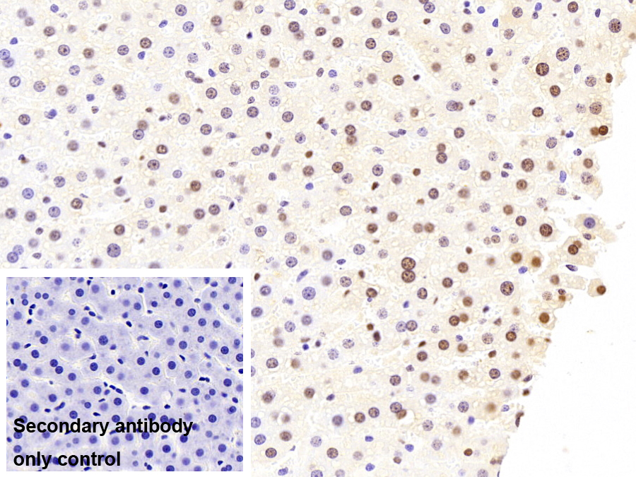 Monoclonal Antibody to Heterogeneous Nuclear Ribonucleoprotein A2/B1 (HNRPA2B1)