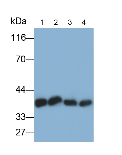 Monoclonal Antibody to Heterogeneous Nuclear Ribonucleoprotein A2/B1 (HNRPA2B1)