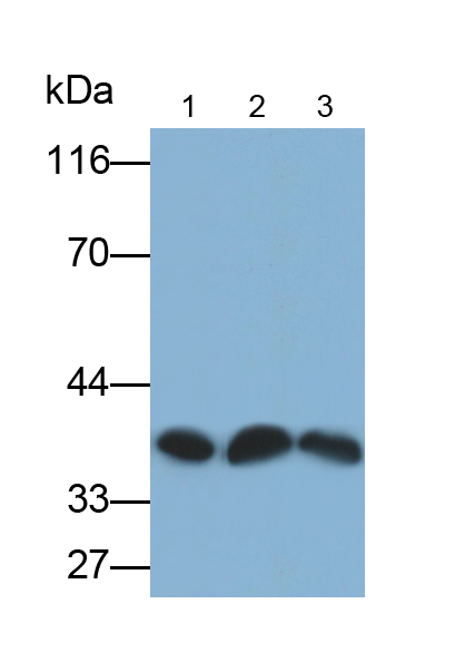Monoclonal Antibody to Heterogeneous Nuclear Ribonucleoprotein A2/B1 (HNRPA2B1)