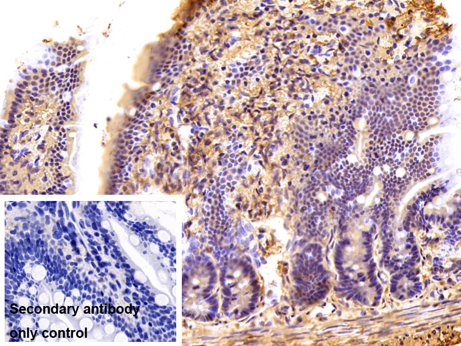 Monoclonal Antibody to Heterogeneous Nuclear Ribonucleoprotein A2/B1 (HNRPA2B1)
