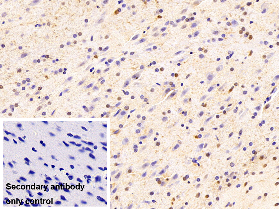 Monoclonal Antibody to Heterogeneous Nuclear Ribonucleoprotein A2/B1 (HNRPA2B1)