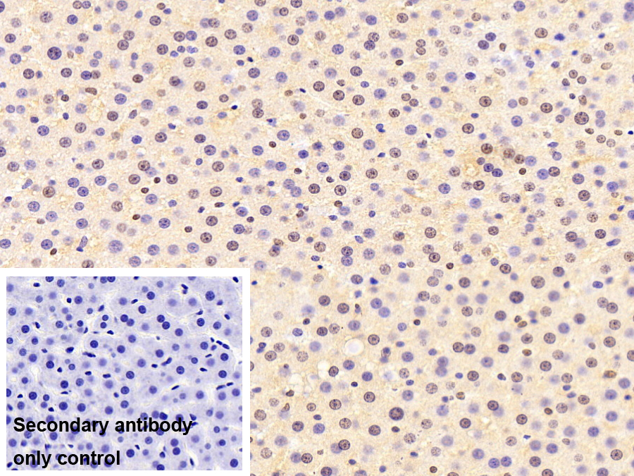 Monoclonal Antibody to Heterogeneous Nuclear Ribonucleoprotein A2/B1 (HNRPA2B1)