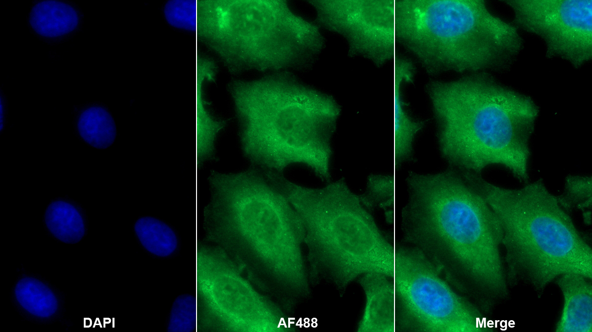 Monoclonal Antibody to Heterogeneous Nuclear Ribonucleoprotein A2/B1 (HNRPA2B1)