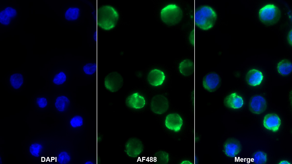 Monoclonal Antibody to Platelet/Endothelial Cell Adhesion Molecule (PECAM1)