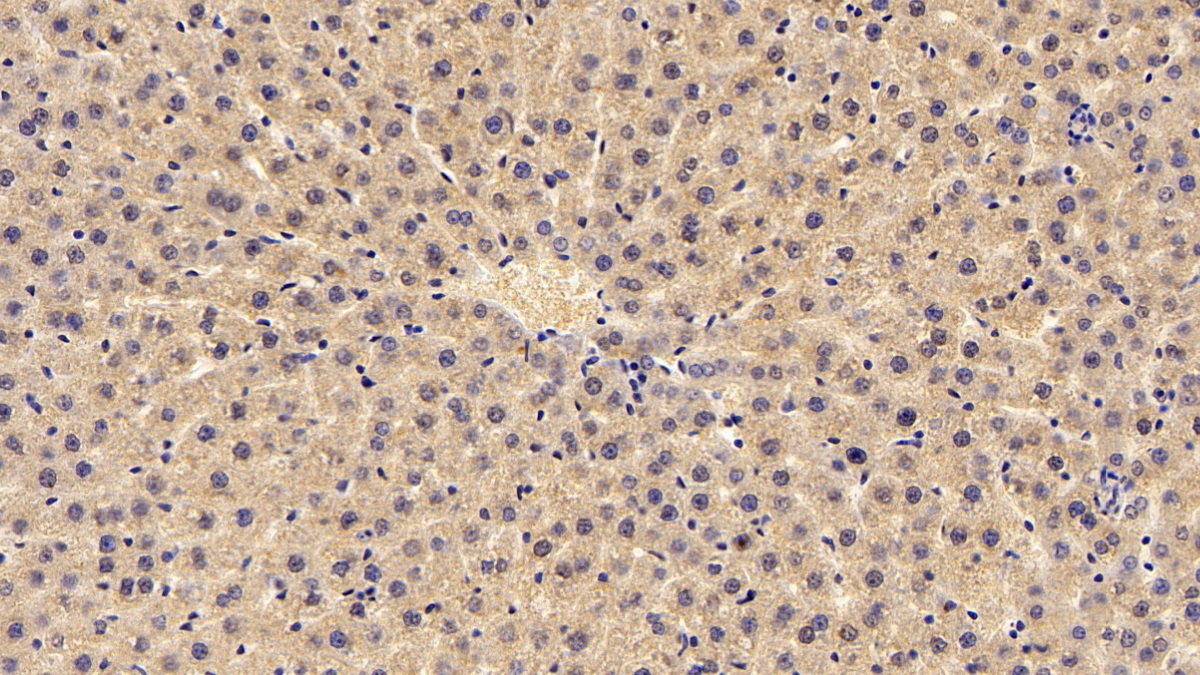 Monoclonal Antibody to Complement Component 3a (C3a)