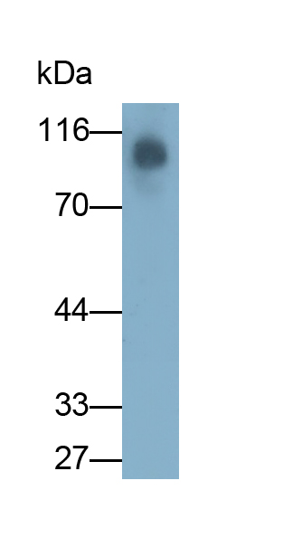 Monoclonal Antibody to Myelin Associated Glycoprotein (MAG)