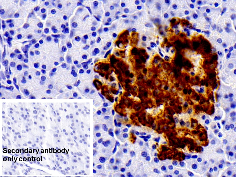 Monoclonal Antibody to Insulin (INS)