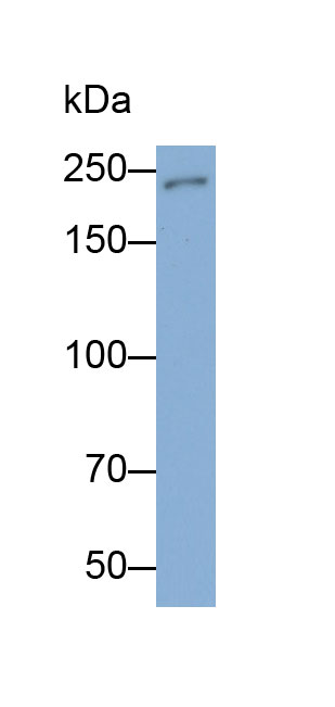 Monoclonal Antibody to Nestin (NES)