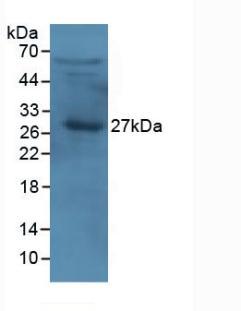 Monoclonal Antibody to Apolipoprotein A1 (APOA1)