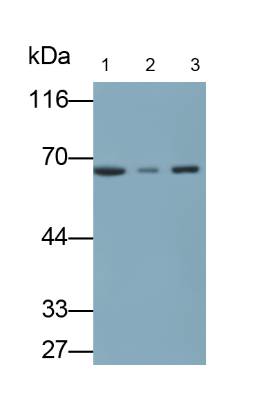 Monoclonal Antibody to Protein Kinase R (PKR)