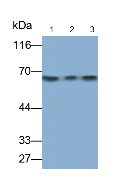 Monoclonal Antibody to Protein Kinase R (PKR)