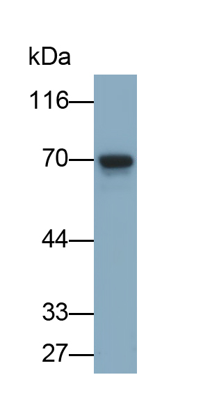Monoclonal Antibody to Protein Kinase R (PKR)