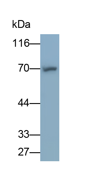 Monoclonal Antibody to Protein Kinase R (PKR)