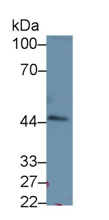 Monoclonal Antibody to Plasminogen Activator Inhibitor 1 (PAI1)