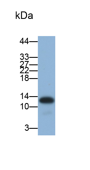 Monoclonal Antibody to Fatty Acid Binding Protein 2, Intestinal (FABP2)