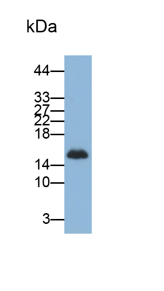 Monoclonal Antibody to Fatty Acid Binding Protein 2, Intestinal (FABP2)