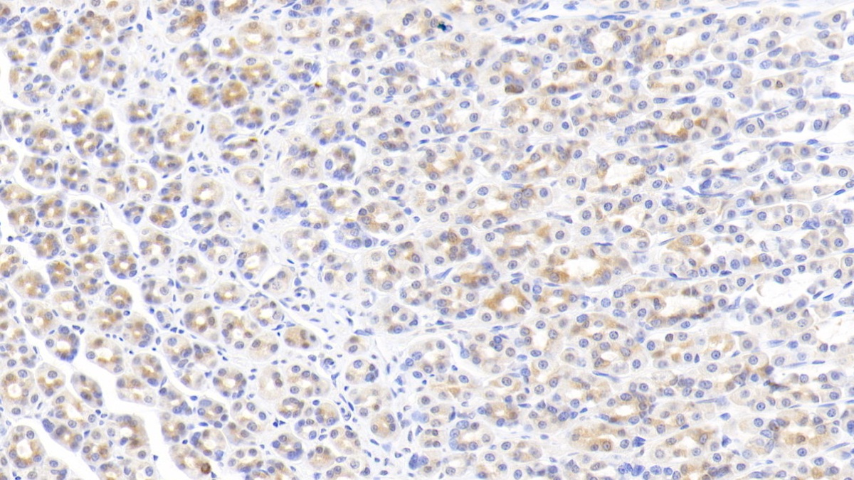 Monoclonal Antibody to Epidermal Growth Factor (EGF)