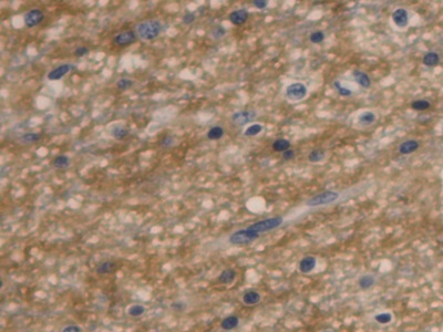 Monoclonal Antibody to Aquaporin 4 (AQP4)