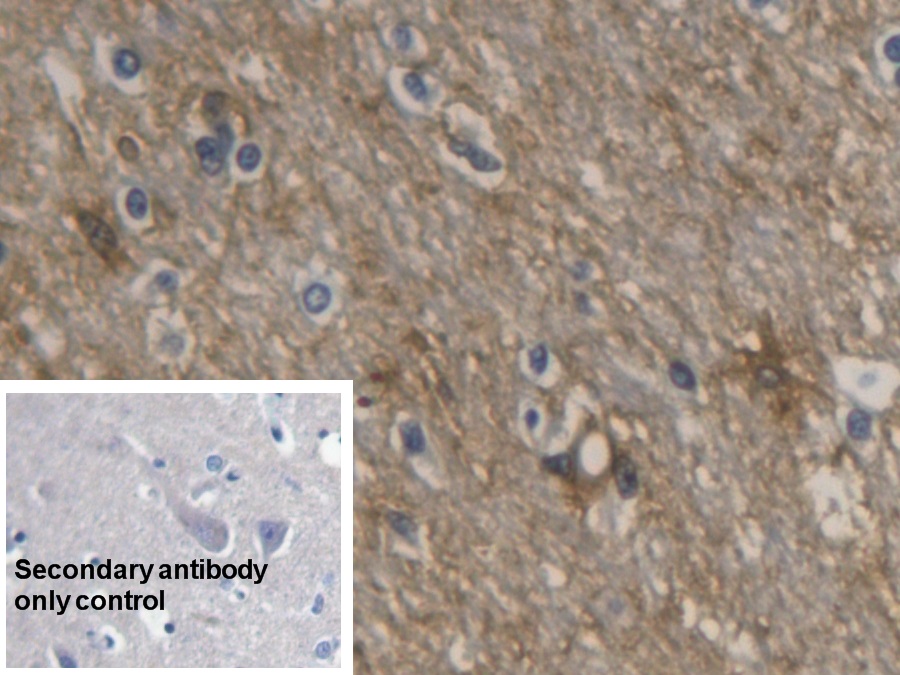 Monoclonal Antibody to Aquaporin 4 (AQP4)