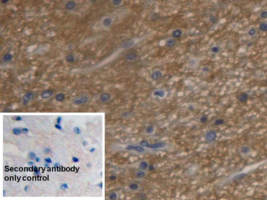 Monoclonal Antibody to Aquaporin 4 (AQP4)