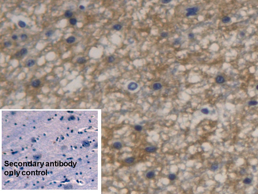 Monoclonal Antibody to Aquaporin 4 (AQP4)