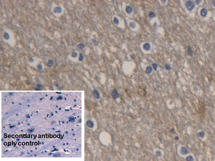 Monoclonal Antibody to Aquaporin 4 (AQP4)