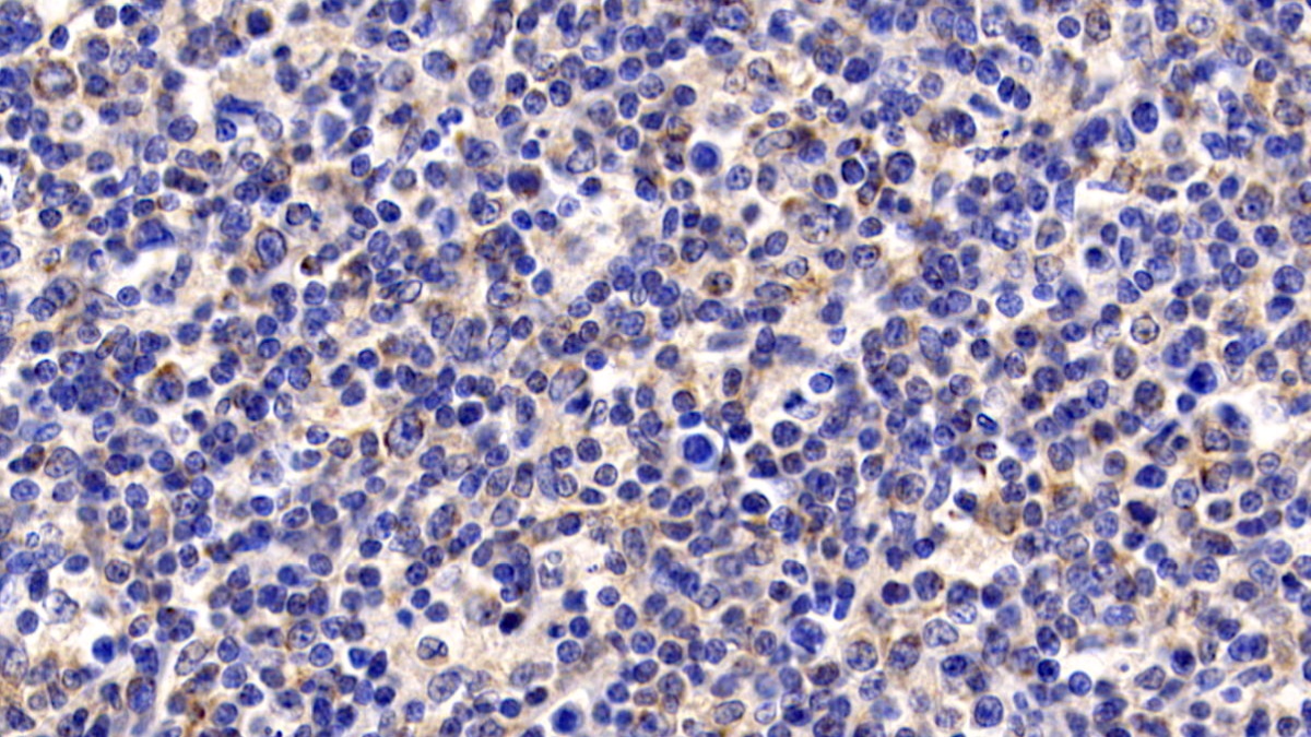 Monoclonal Antibody to Cytochrome C (CYCS)