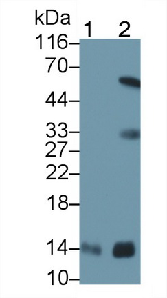 Monoclonal Antibody to Cytochrome C (CYCS)