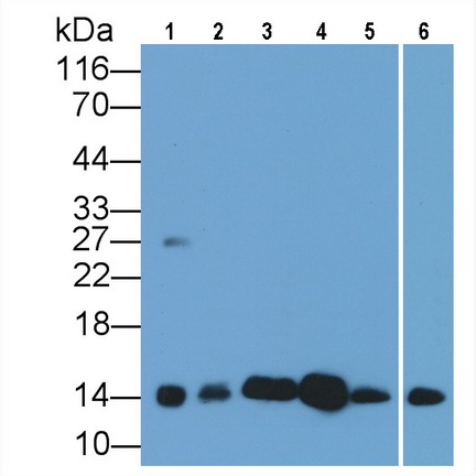 Monoclonal Antibody to Cytochrome C (CYCS)