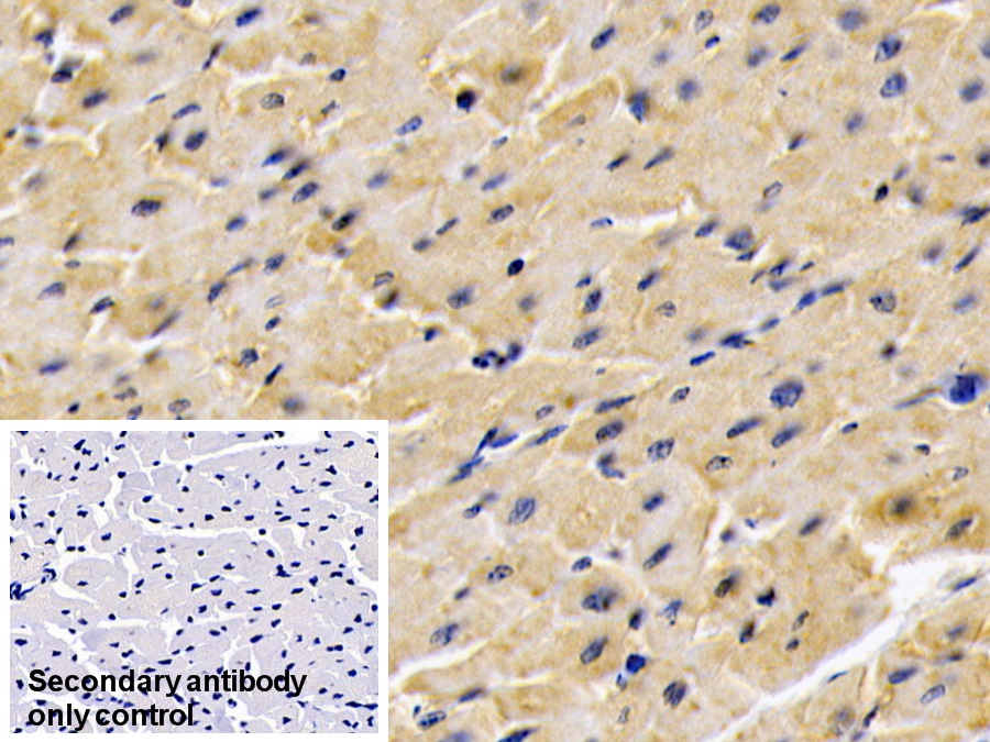 Monoclonal Antibody to Adiponectin (ADPN)