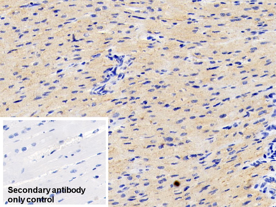 Monoclonal Antibody to Adiponectin (ADPN)