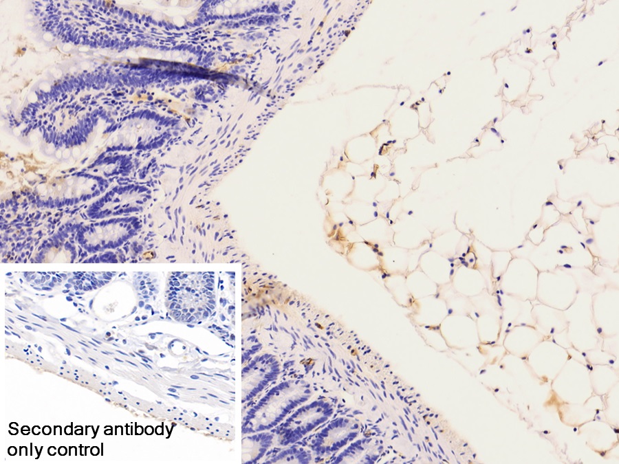Monoclonal Antibody to Adiponectin (ADPN)