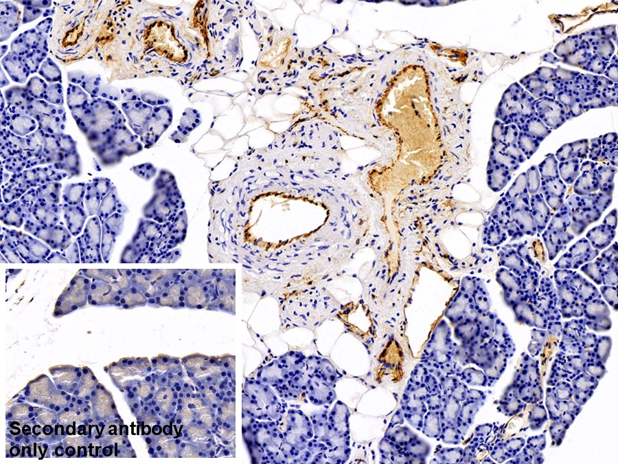 Monoclonal Antibody to Adiponectin (ADPN)