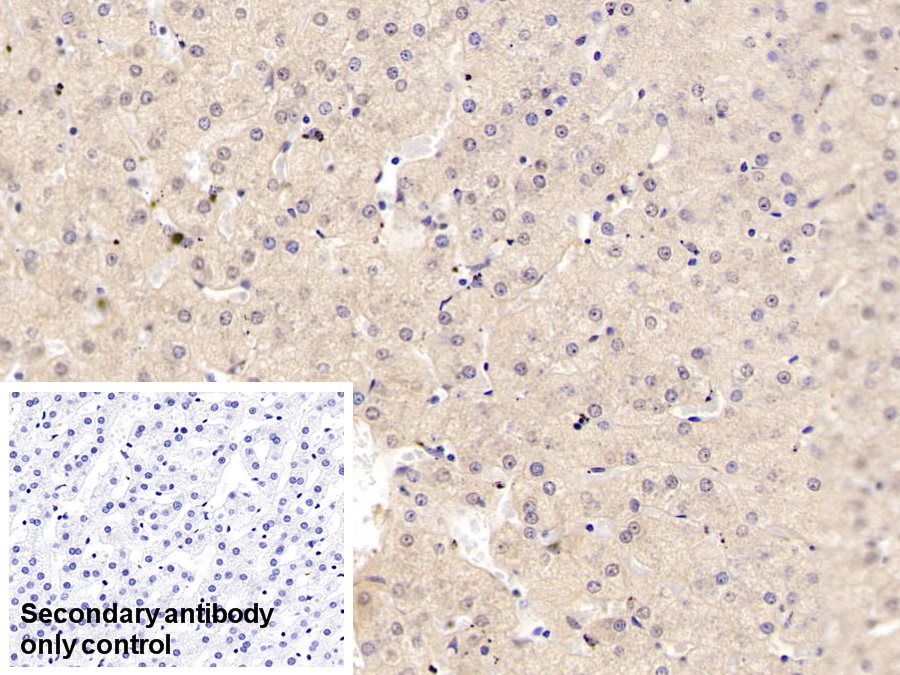 Monoclonal Antibody to Adiponectin (ADPN)