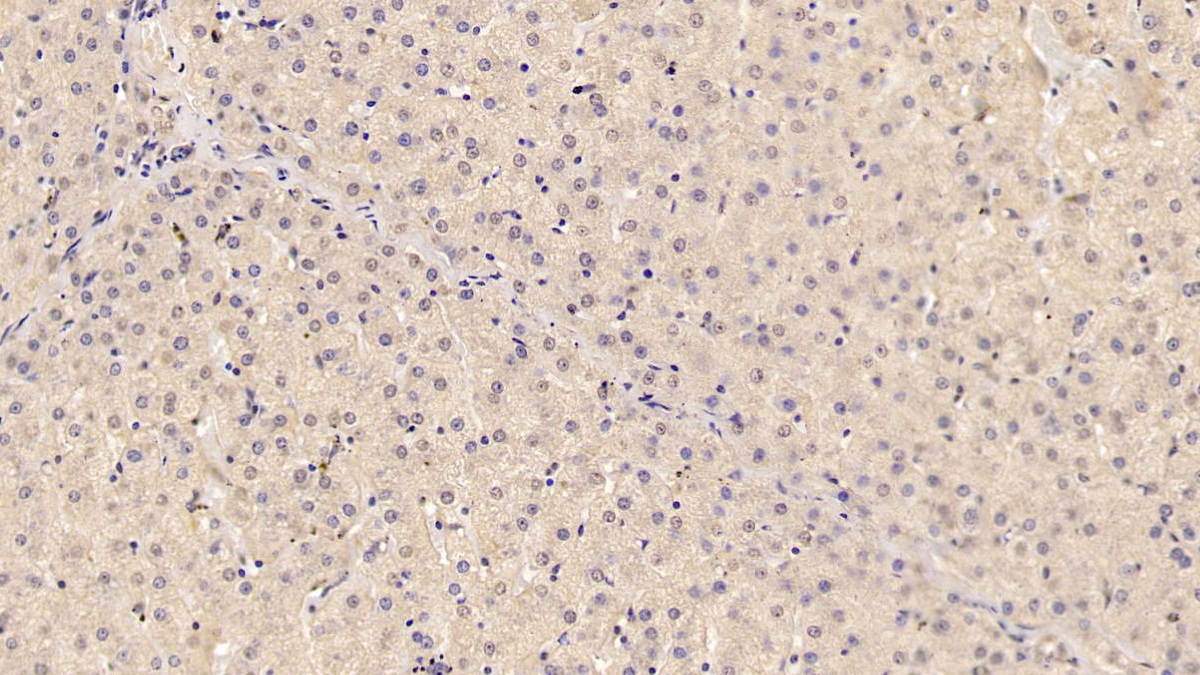 Monoclonal Antibody to Adiponectin (ADPN)