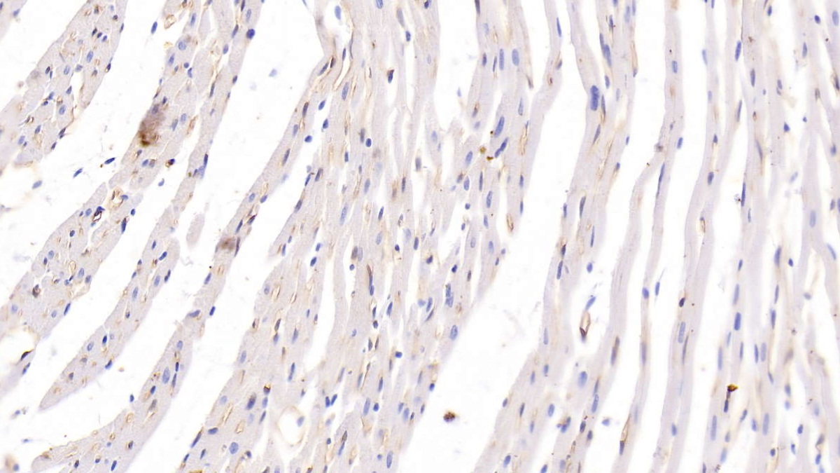 Monoclonal Antibody to Adiponectin (ADPN)