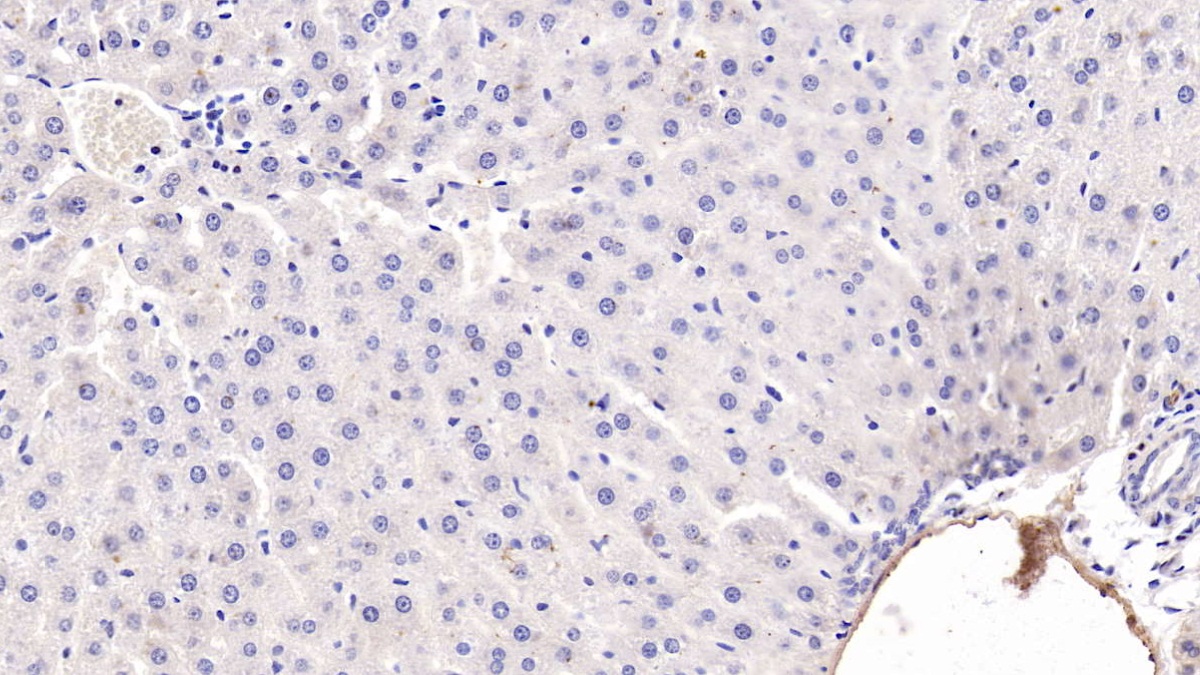 Monoclonal Antibody to Adiponectin (ADPN)