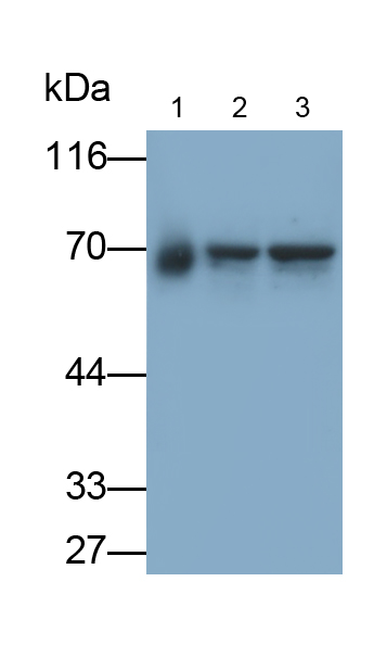 Monoclonal Antibody to Transcription Factor P65 (NFKB3)