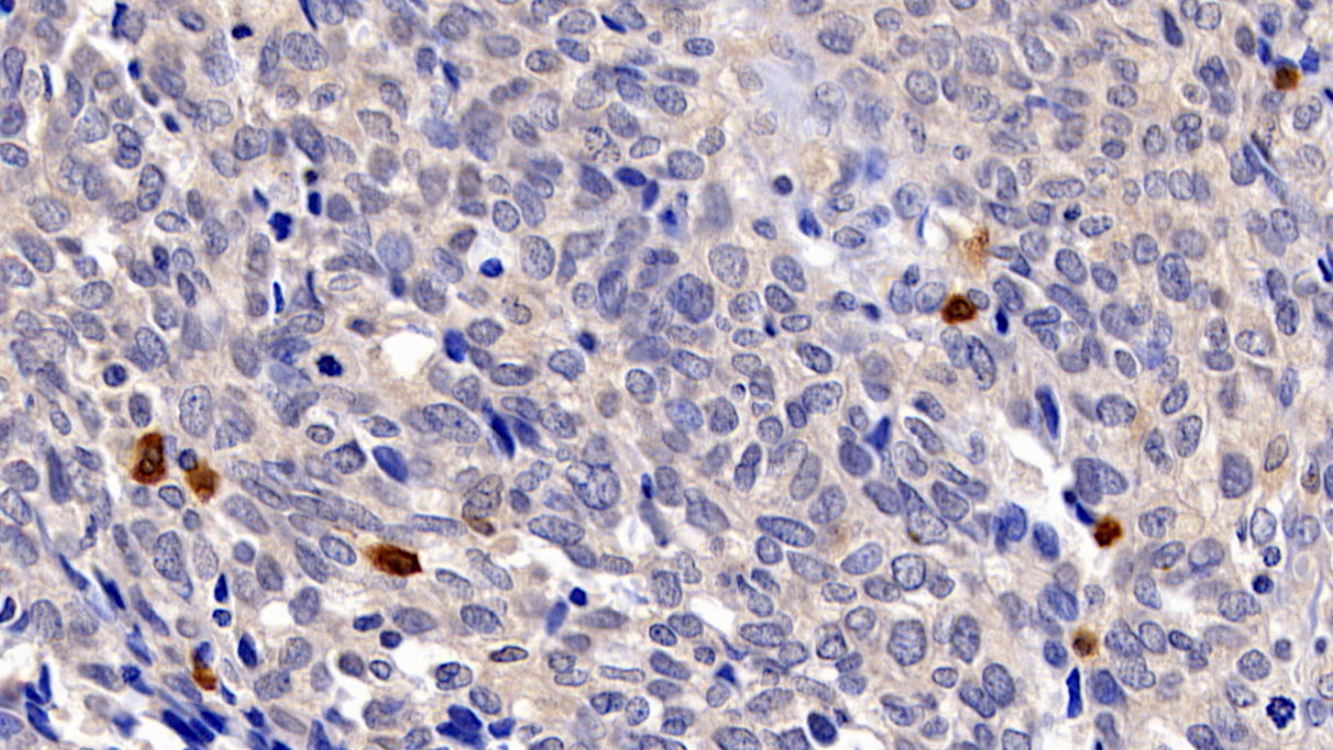 Monoclonal Antibody to Caspase 3 (CASP3)