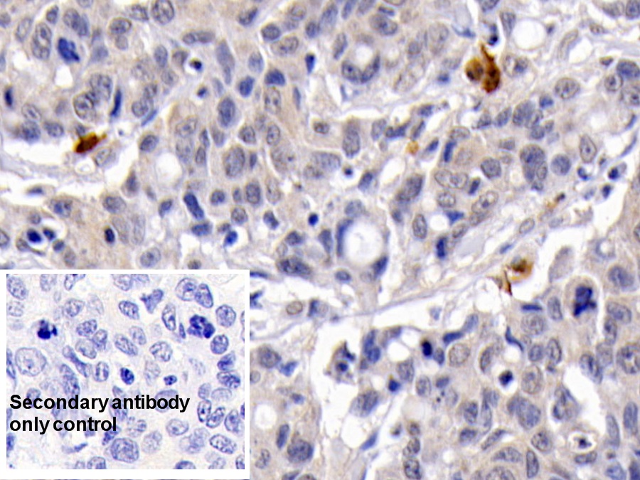 Monoclonal Antibody to Caspase 3 (CASP3)