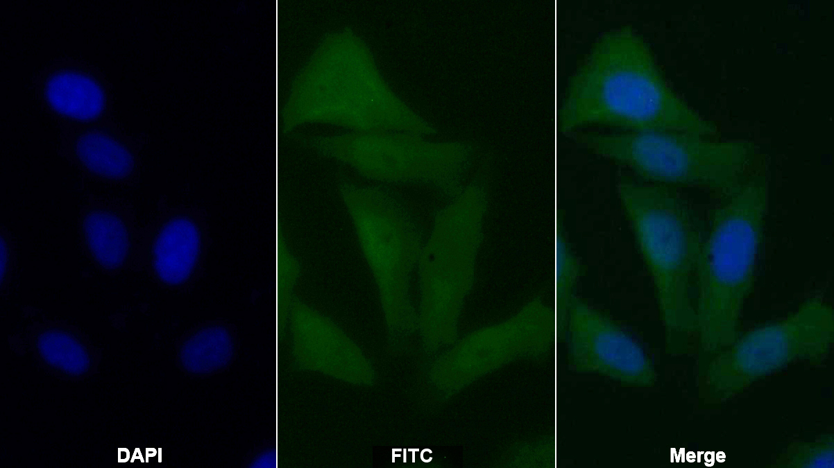 Monoclonal Antibody to Caspase 9 (CASP9)
