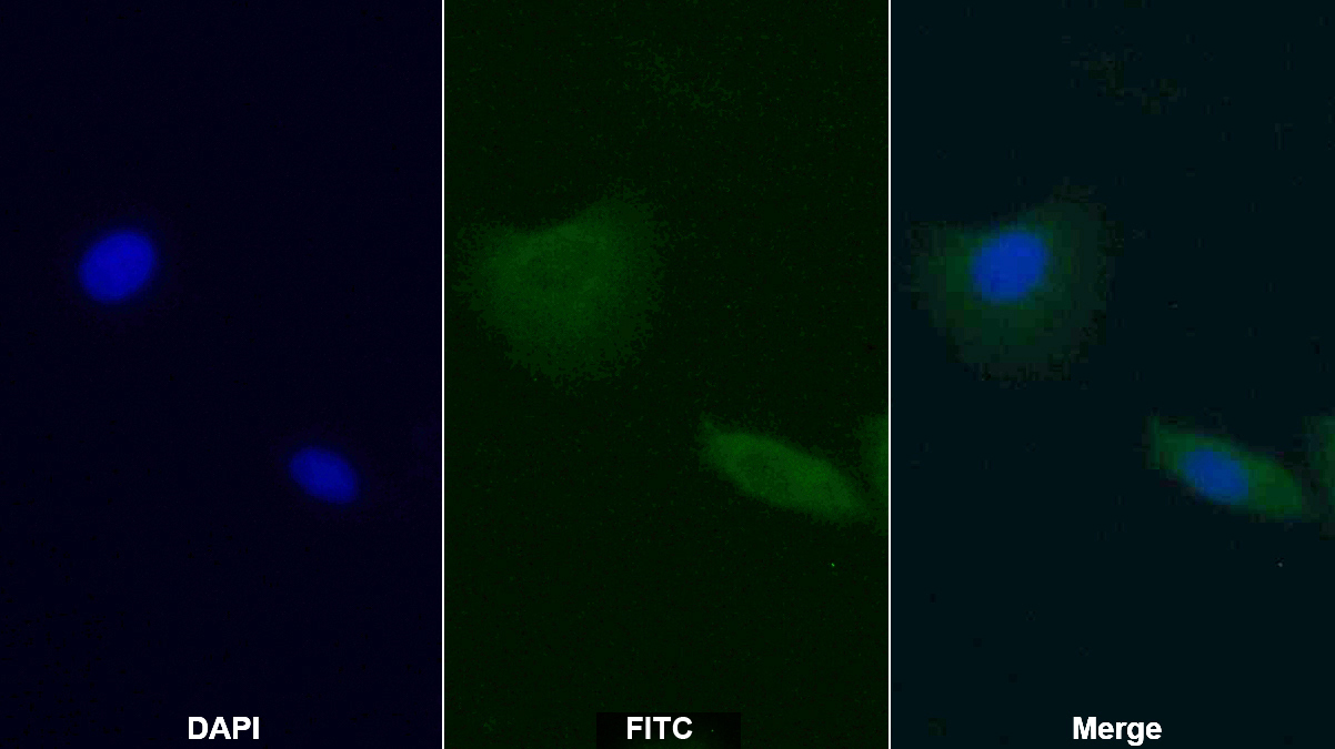 Monoclonal Antibody to Caspase 9 (CASP9)